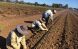 क्वीन्सल्याण्डका कृषि फामहरुमा कामदार अभाव ; हप्ताको ३८ सय डलर अफर